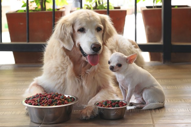 Senior golden retriever and Chihuahua sitting in front of food bowls