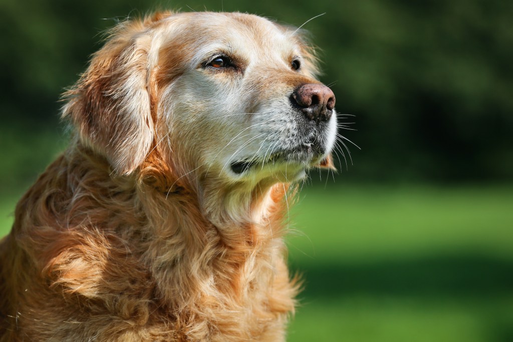 An elderly golden retriever stands outside in the sunshine