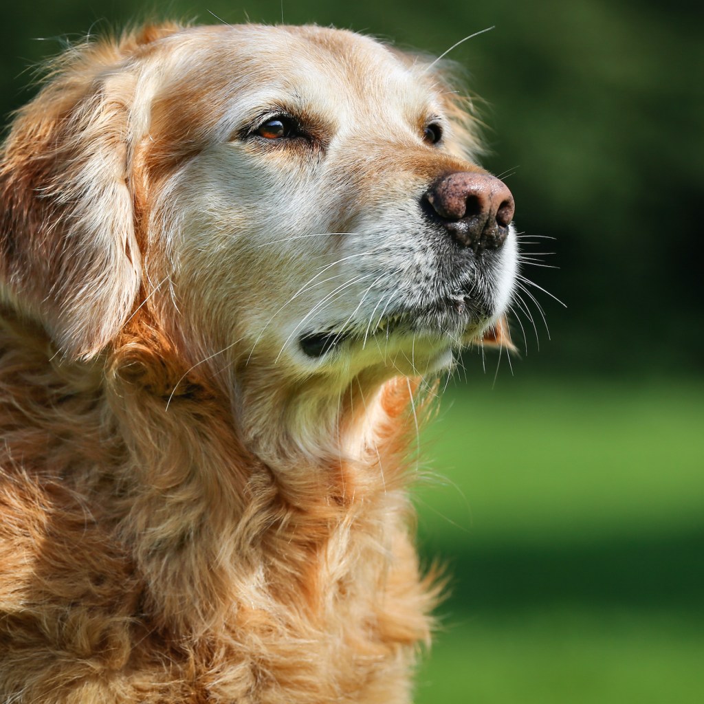 An elderly golden retriever stands outside in the sunshine