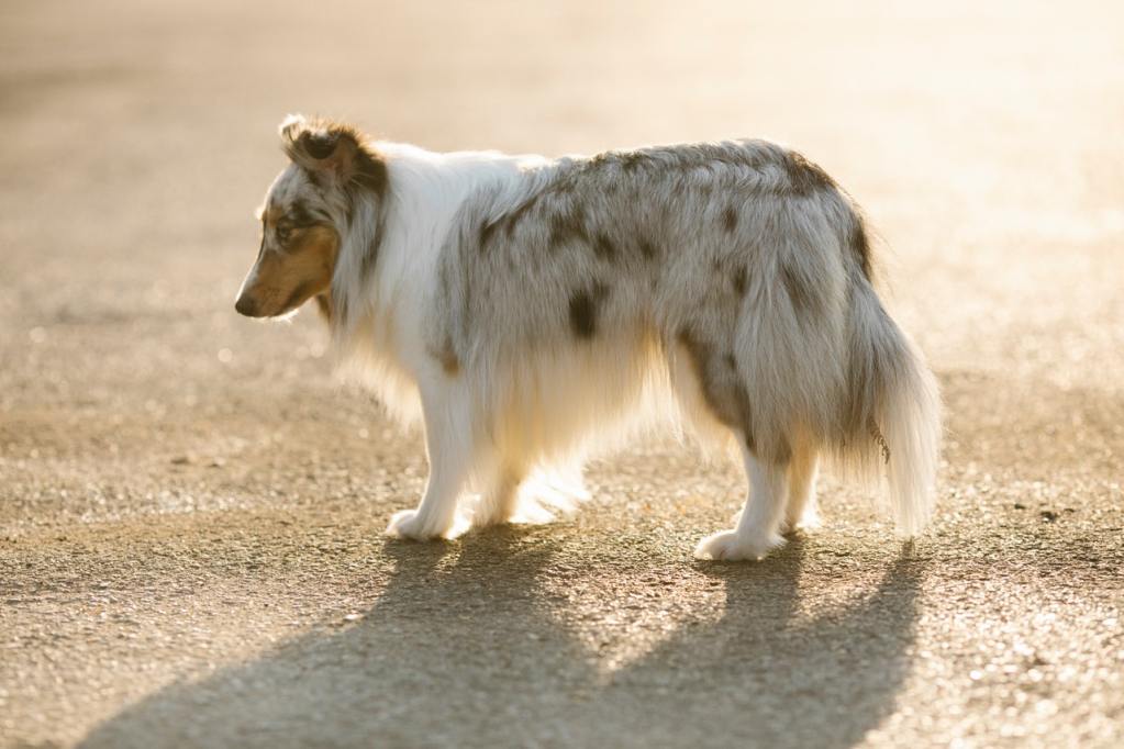 A Sheltie backlit by the sun walks across the pavement.