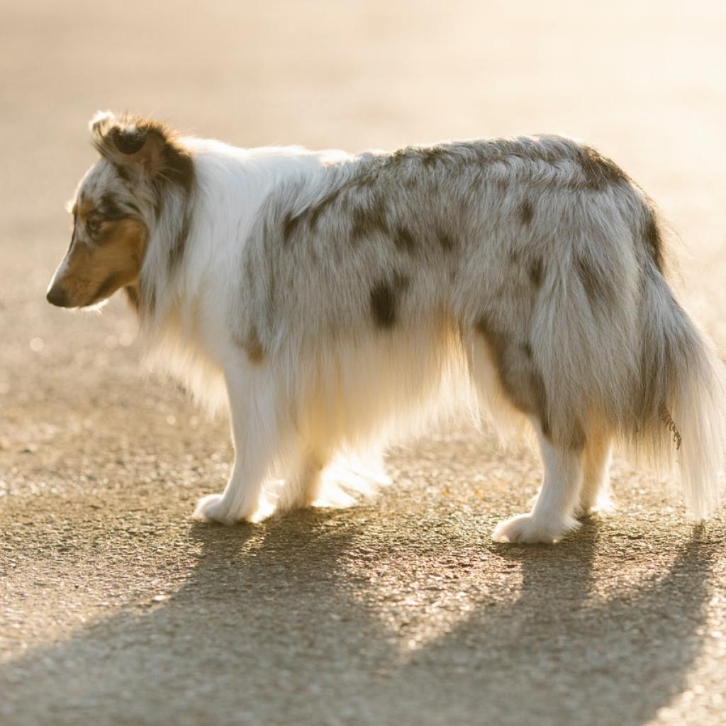 A Sheltie backlit by the sun walks across the pavement.