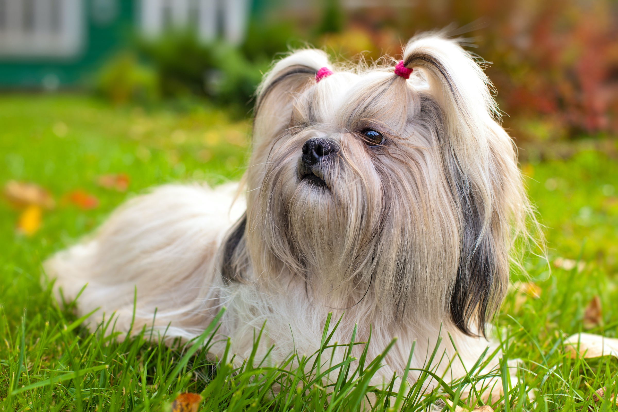 A shih tzu dog with her fur in two pig tails lies in the grass
