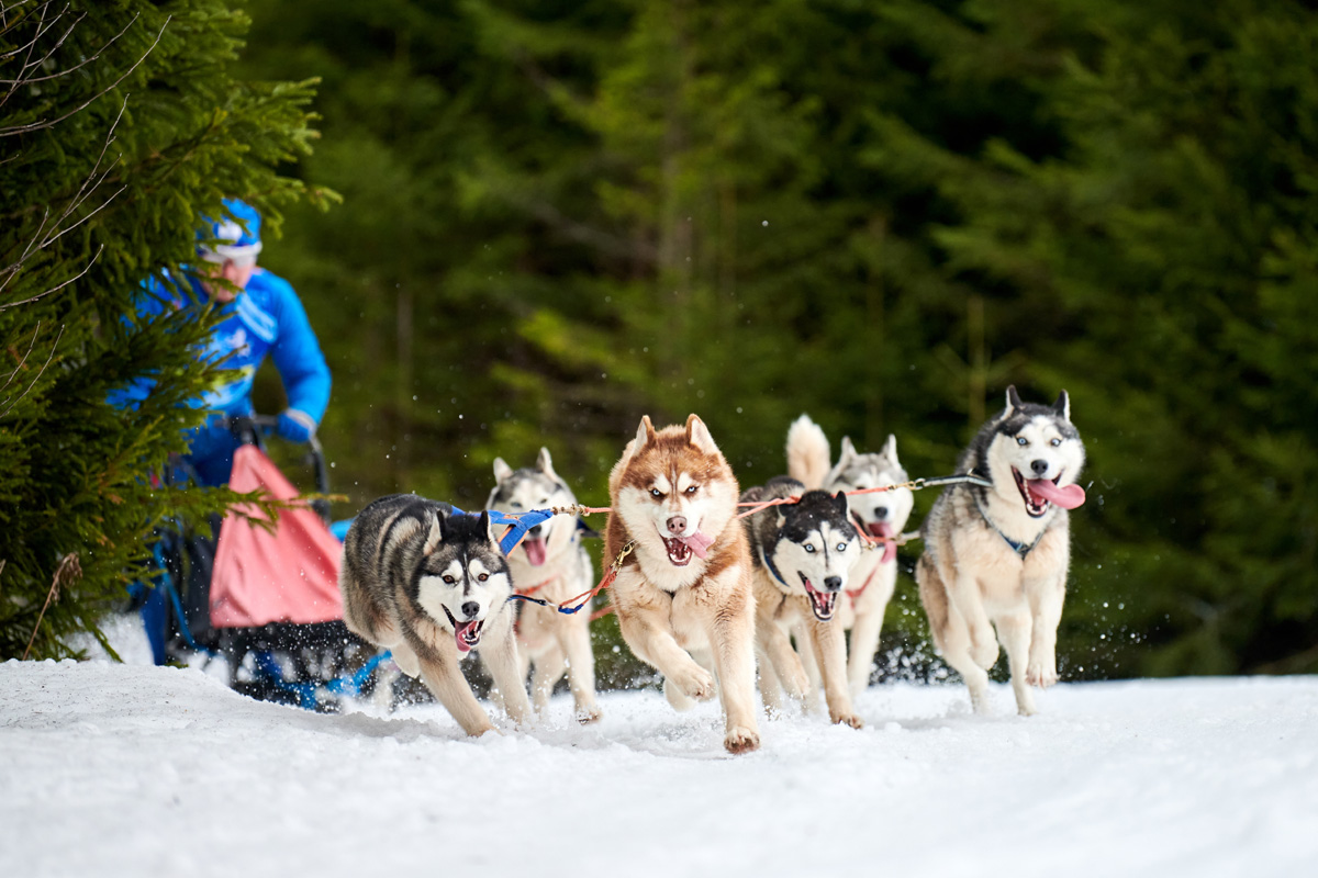 Siberian huskies pulling sled.
