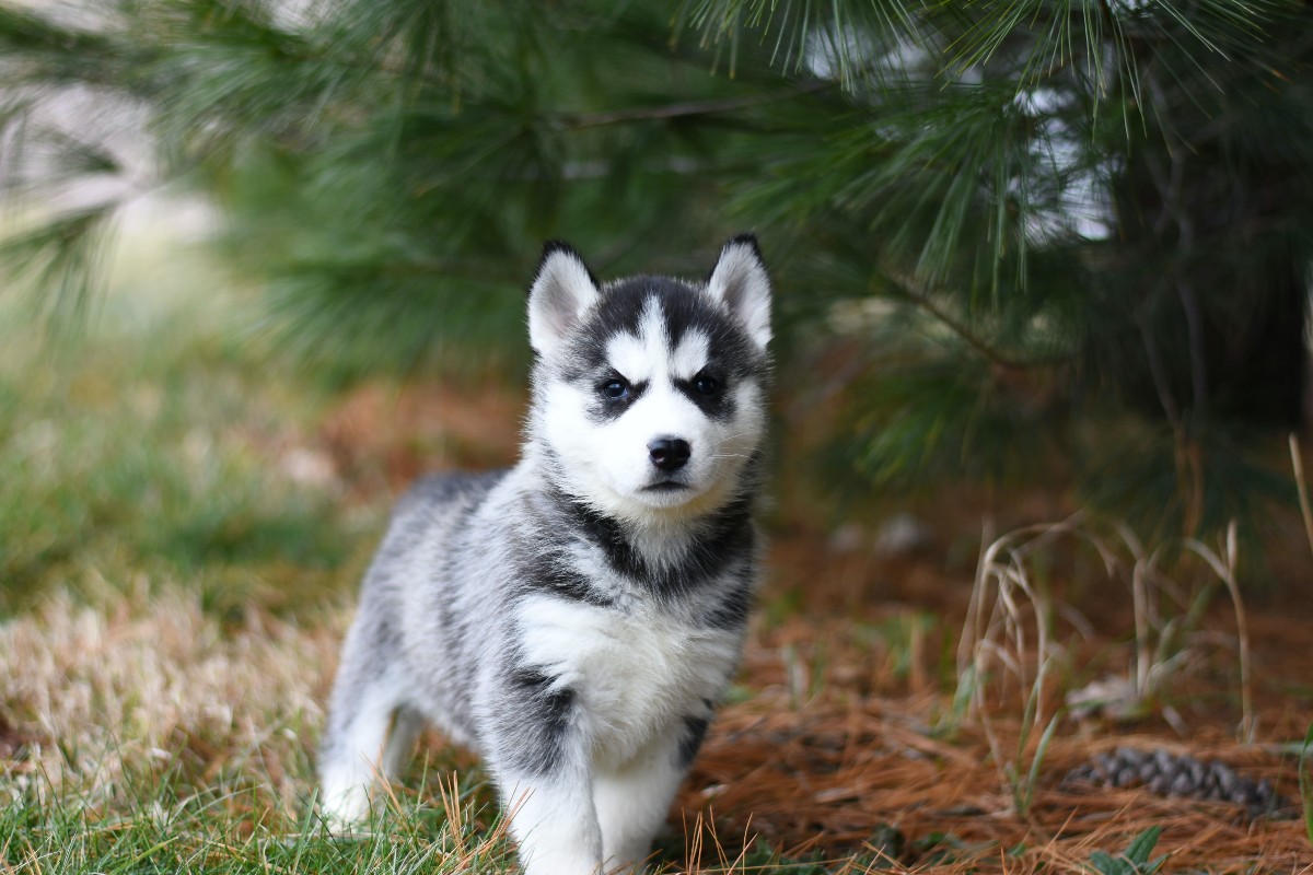 A Siberian husky puppy outside