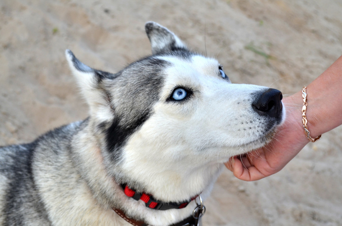 Siberian husky being petted.