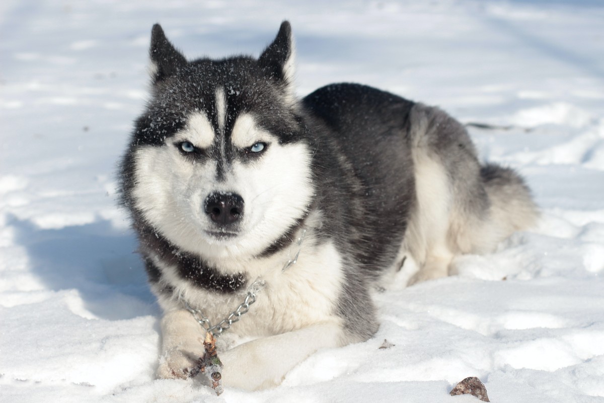 Adult Siberian husky in the snow