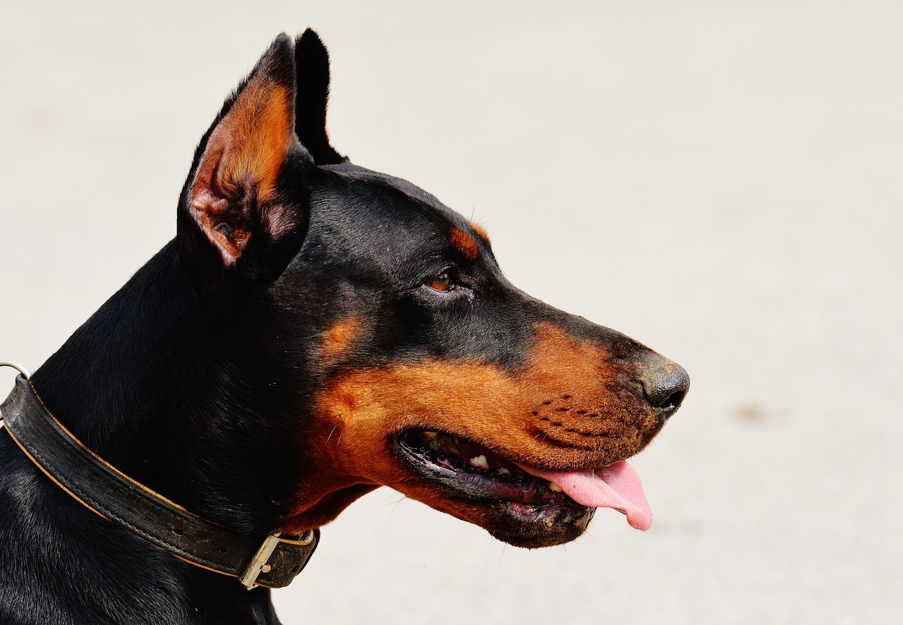 Dobermano pinčerio profilio kadras iš arti.