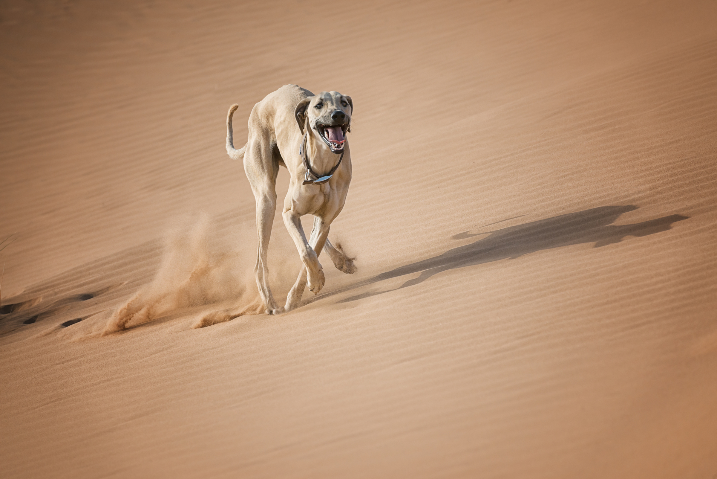A Sloughi dog runs through sand dunes