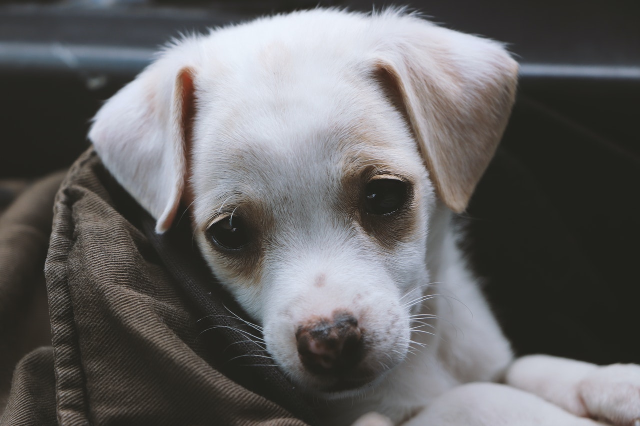 A closeup shot of a small beige dog bundled up in a brown blanket.