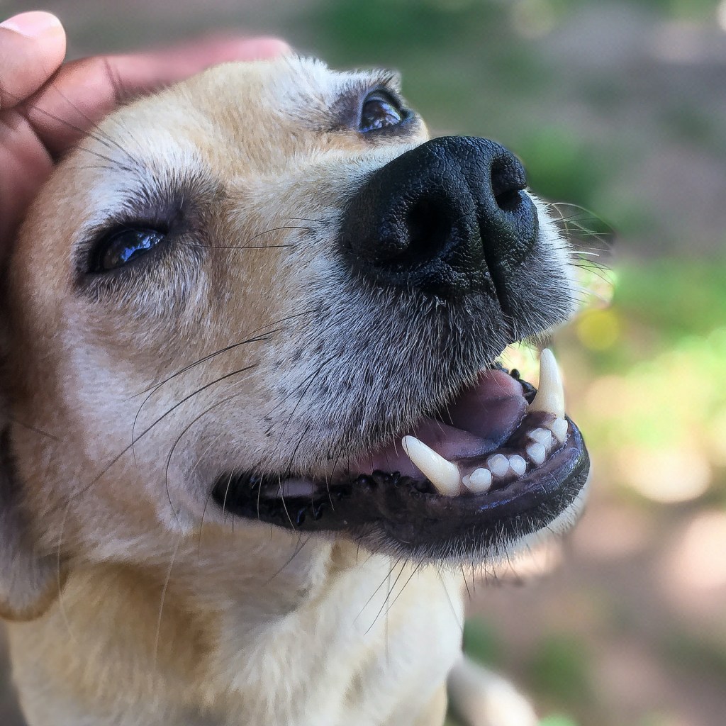 Someone pets a dog's head while the dog opens their mouth
