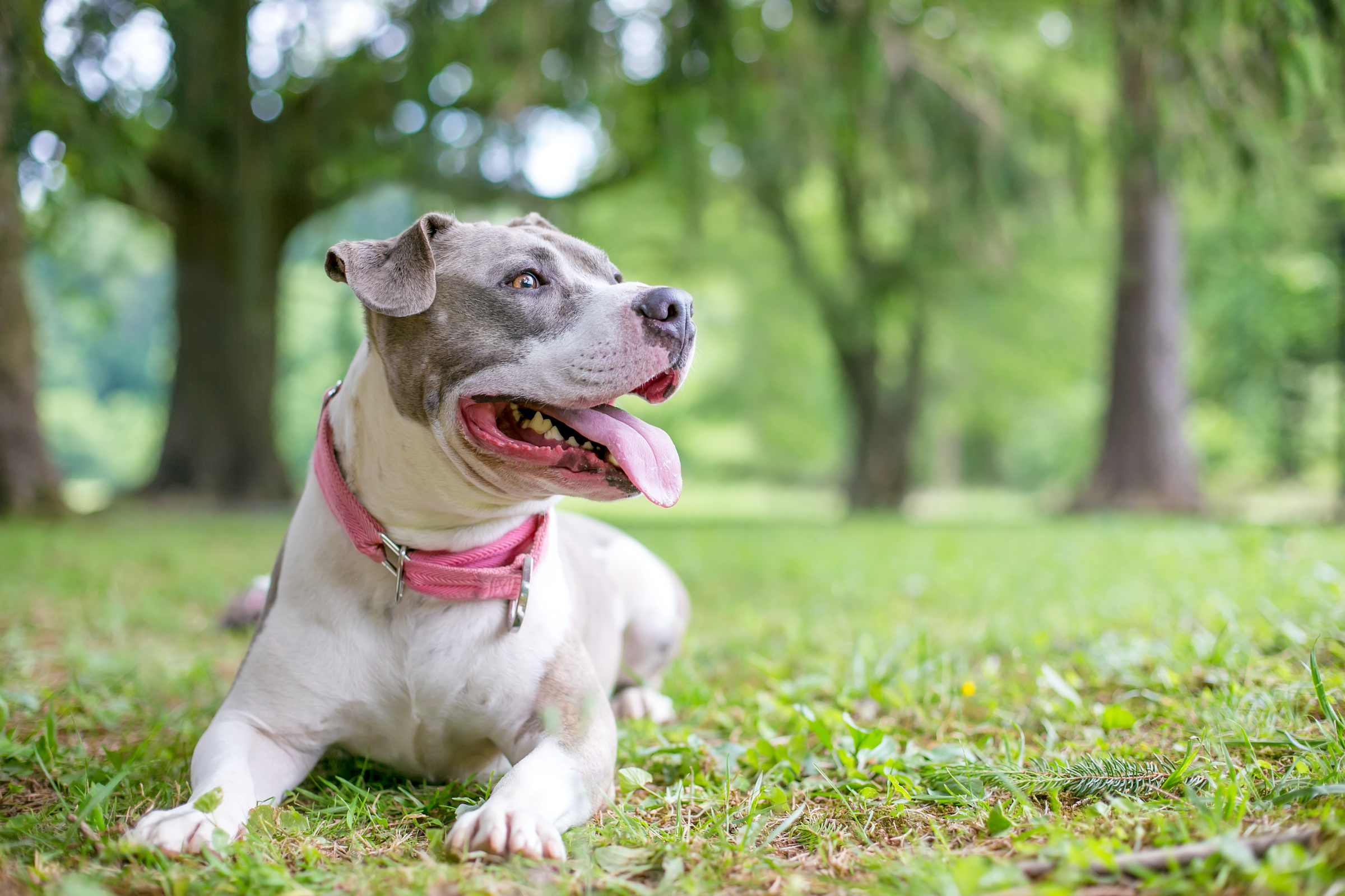 A gray and white Staffordshire Bull Terrier lies in the grass