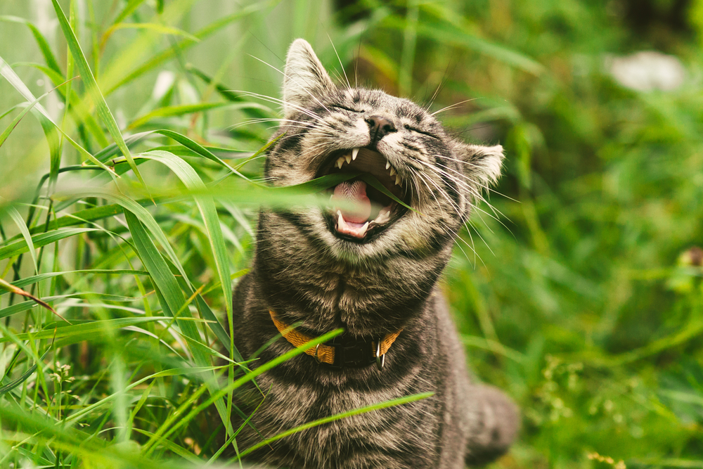 Geltoną apykaklę užsidėjusi tabby katė užkandžiauja žole.