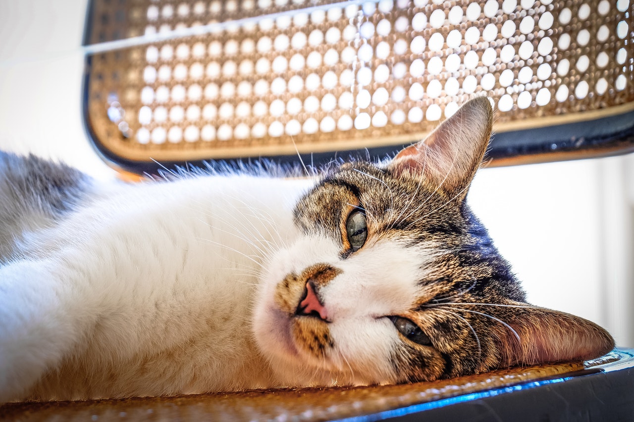 A tabby cat sunning herself on a wicker chair