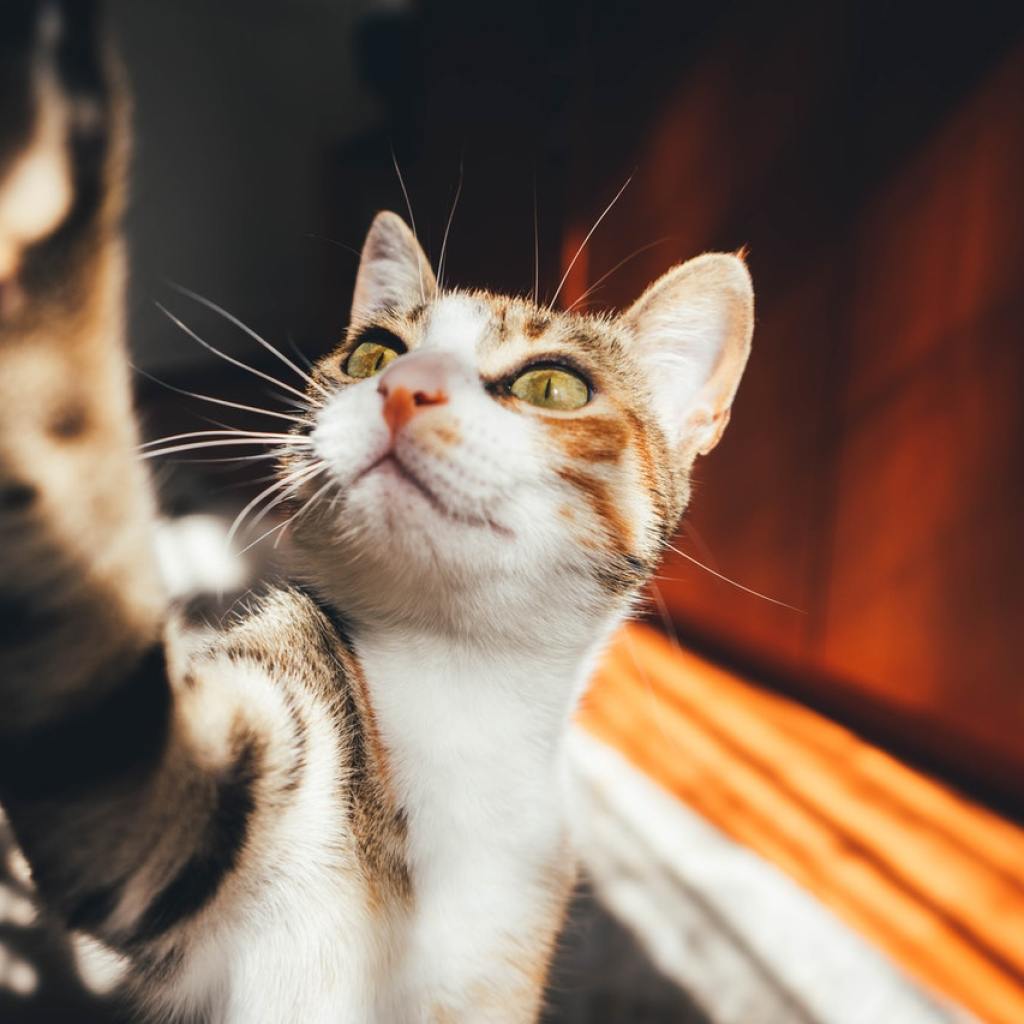 A tabby cat reaching one paw up toward the camera.