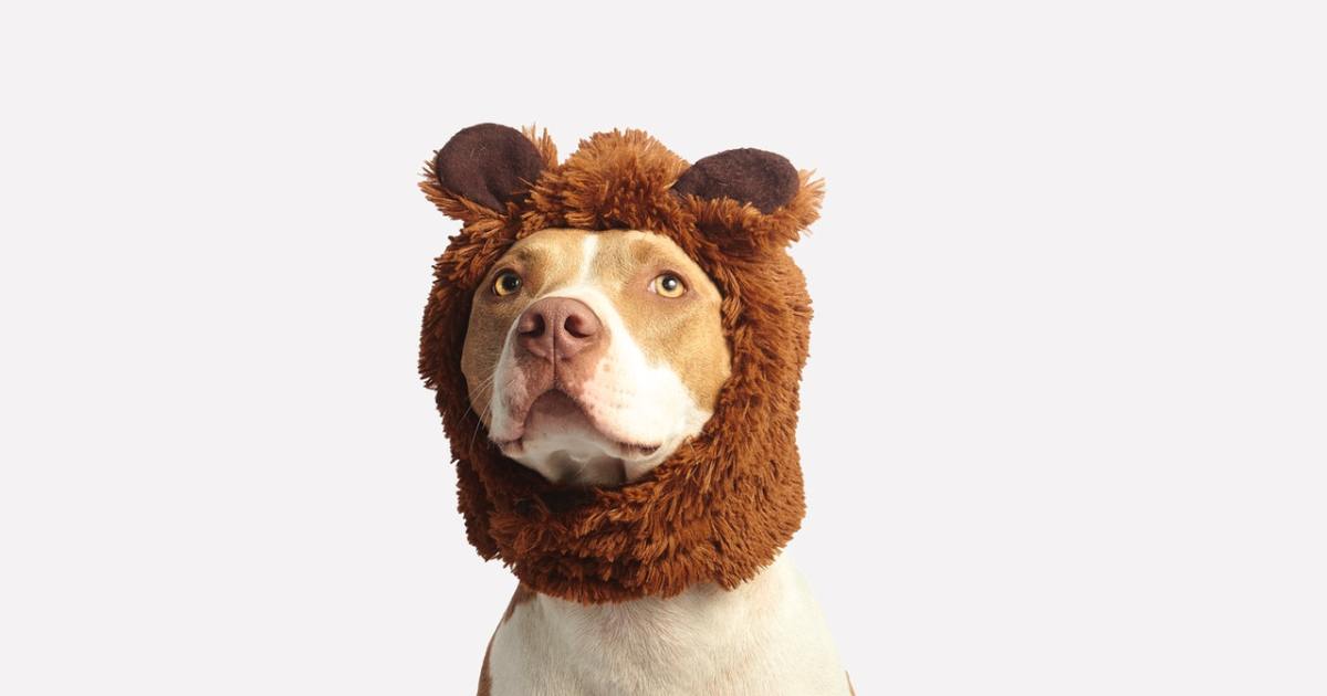Pitbull šunų veislės informacija: charakteristikos