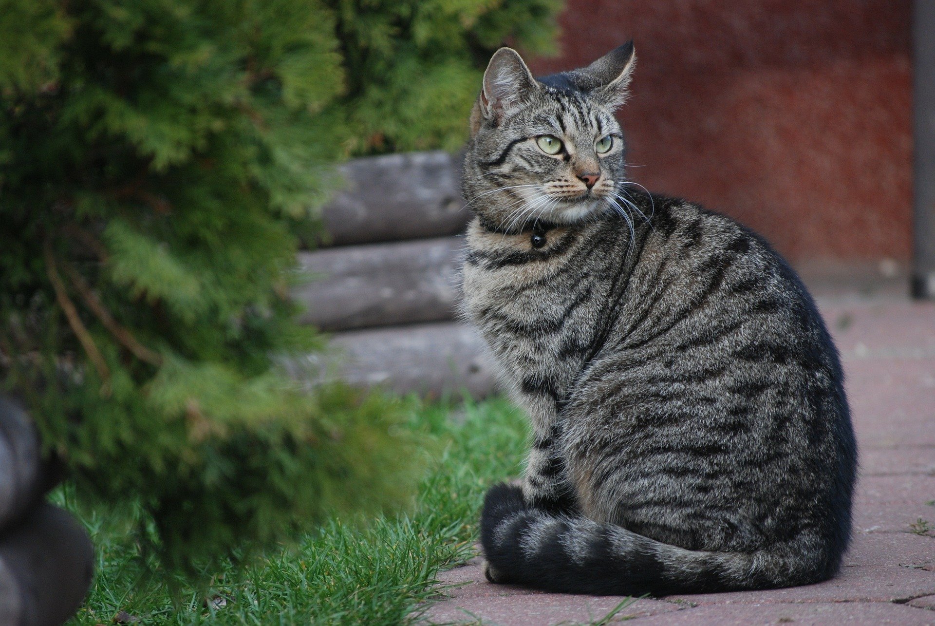 Tiger cat sitting outdoors in a yard