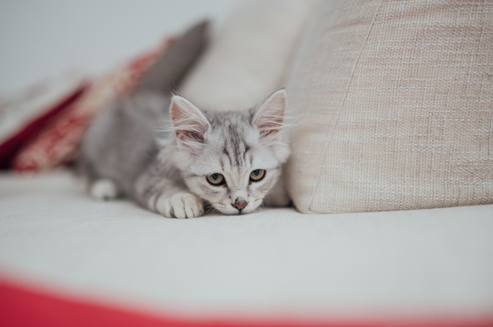 Best Slipcovers to Protect your Furniture from Cats PawTracks