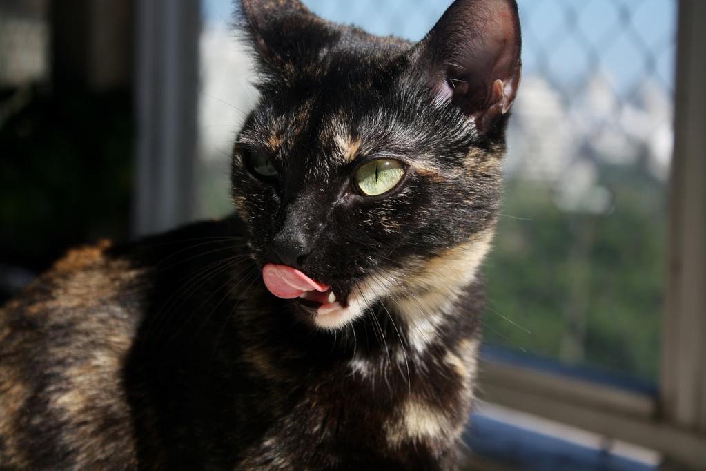 Kadras iš arti, kaip vėžlio kiautas laižo jos lūpas saulėje.