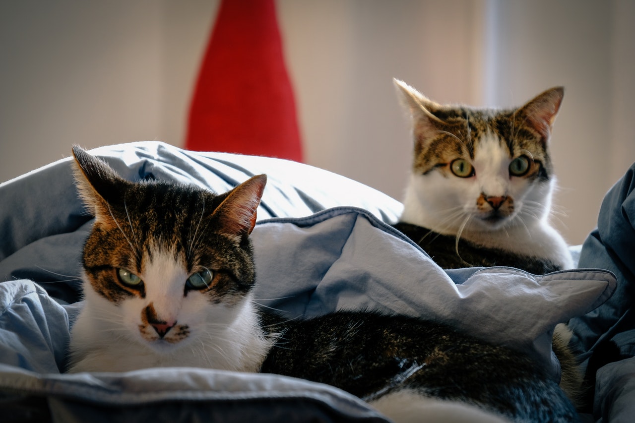 Two tabby cats lying together in bed.
