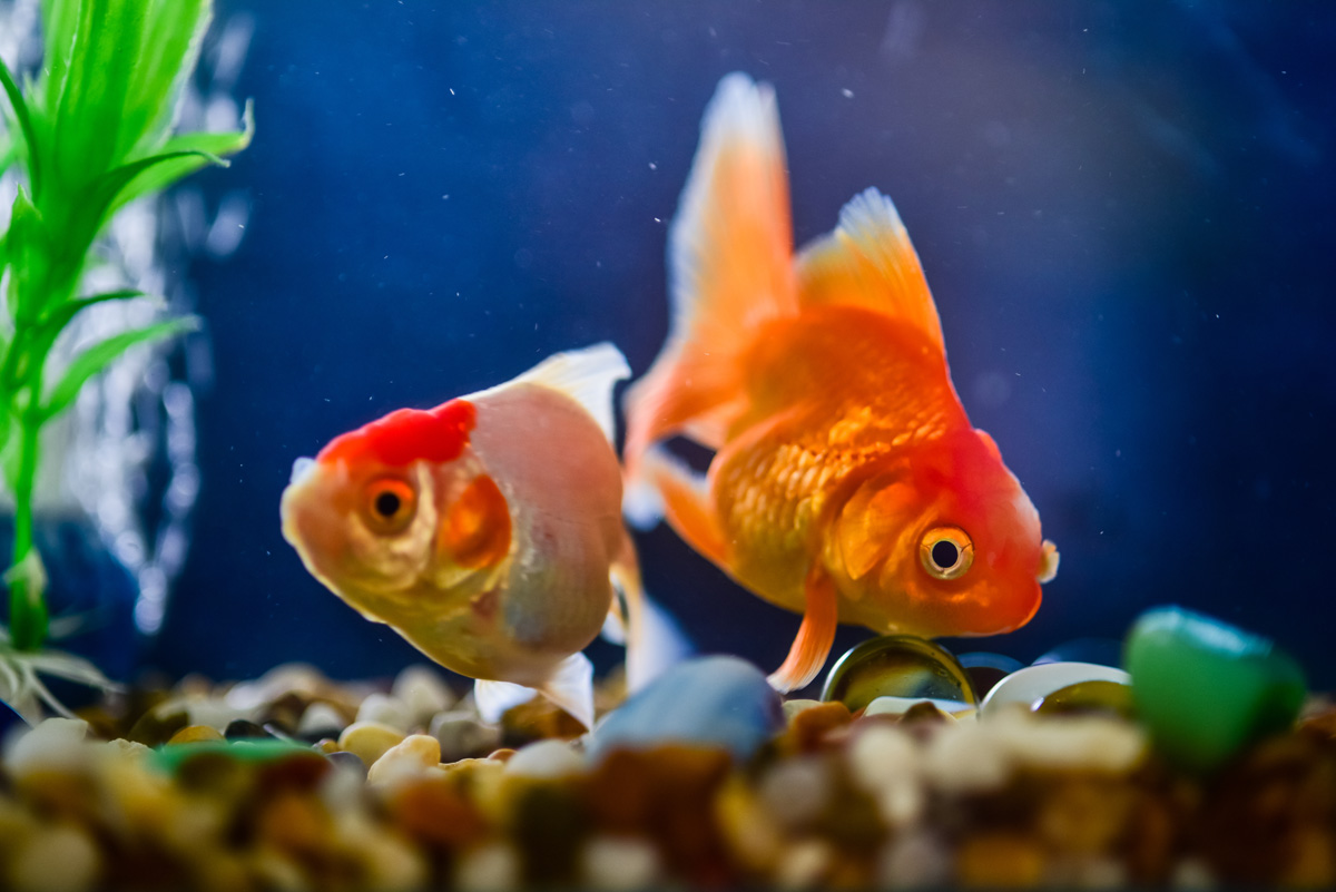 Two goldfish hanging out in an aquarium.