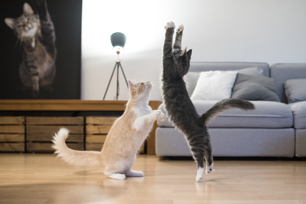 Two Maine Coon kittens playing in a living room.