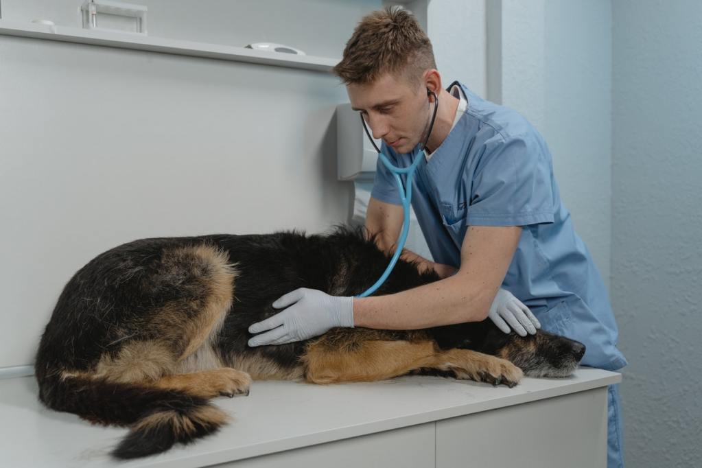 A veterinarian in blue scrubs listens to an old German Shepherd with his stethoscope.