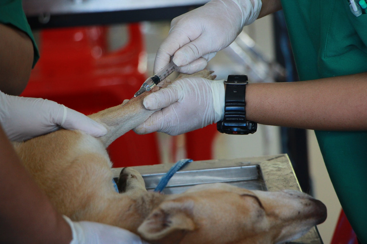 Veterinaras suleidžia injekciją smėlio spalvos šuniui.