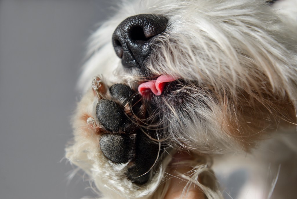 A close-up of a white dog licking his paw
