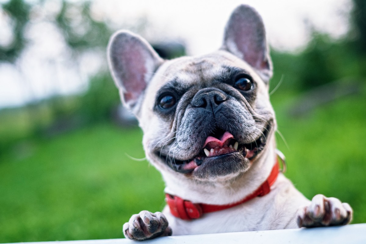 A white French bulldog peering over a ledge