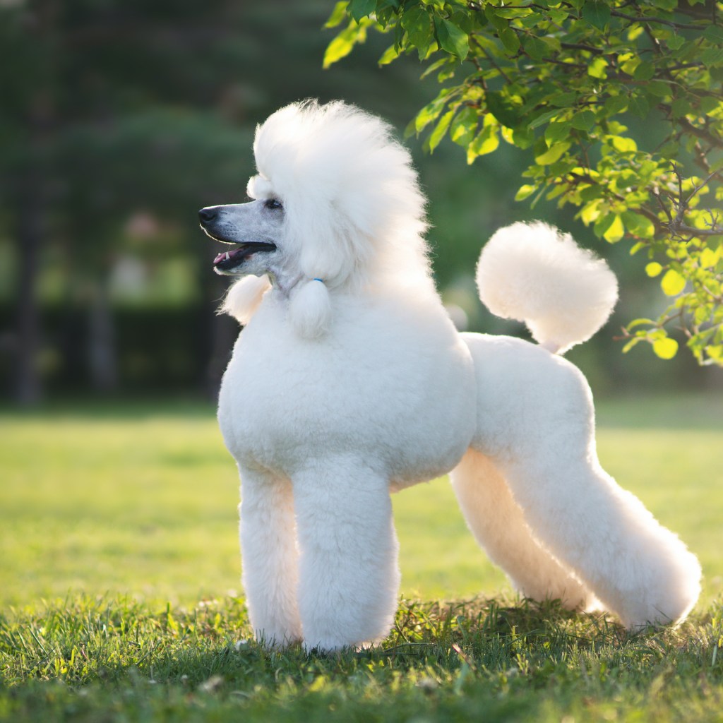 A white standard poodle stands in the grass with her side to the camera.