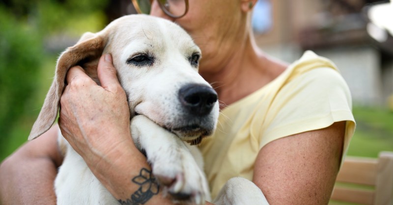 Do Dogs Know They're Dying? Here's How to Know | PawTracks