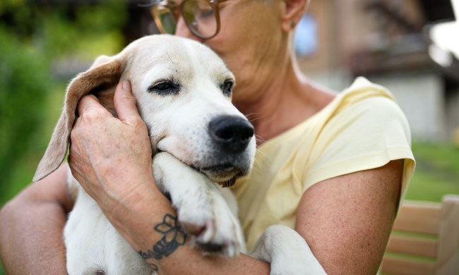 A woman hugs and kisses her senior dog