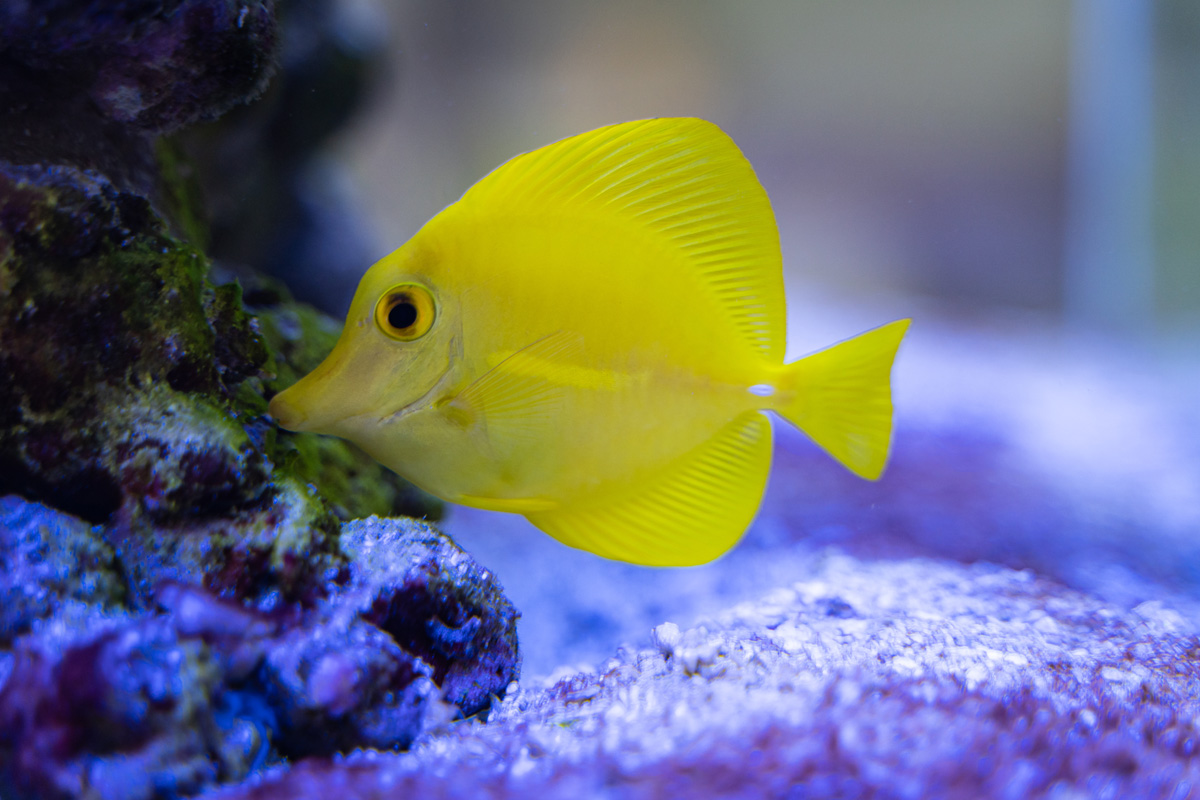 Yellow fish swimming past live rock in tank.