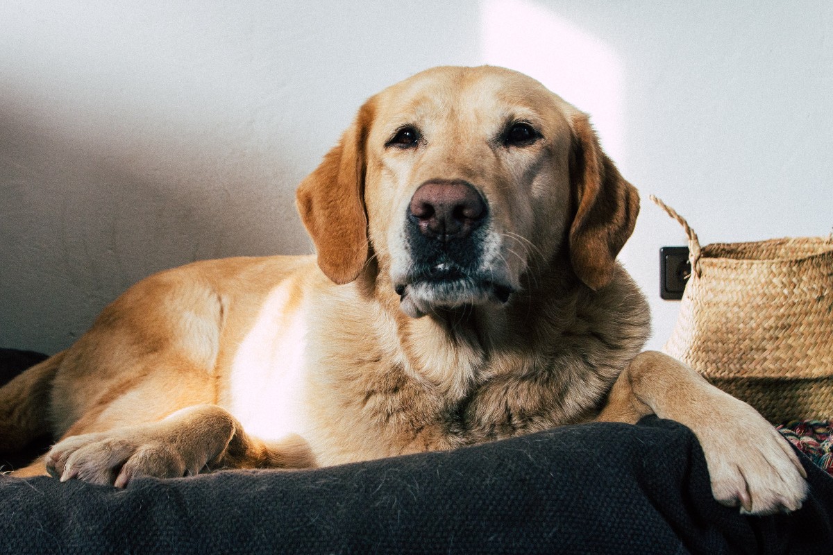 a yellow lab sitting in a dog bed