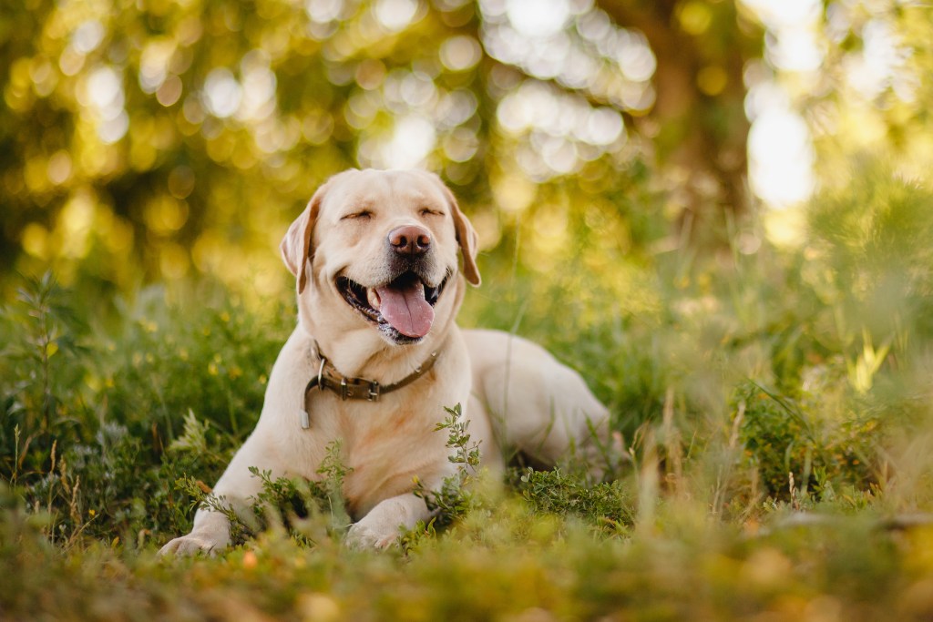 Geltonas labradoro retriveris sėdi lauke žolėje