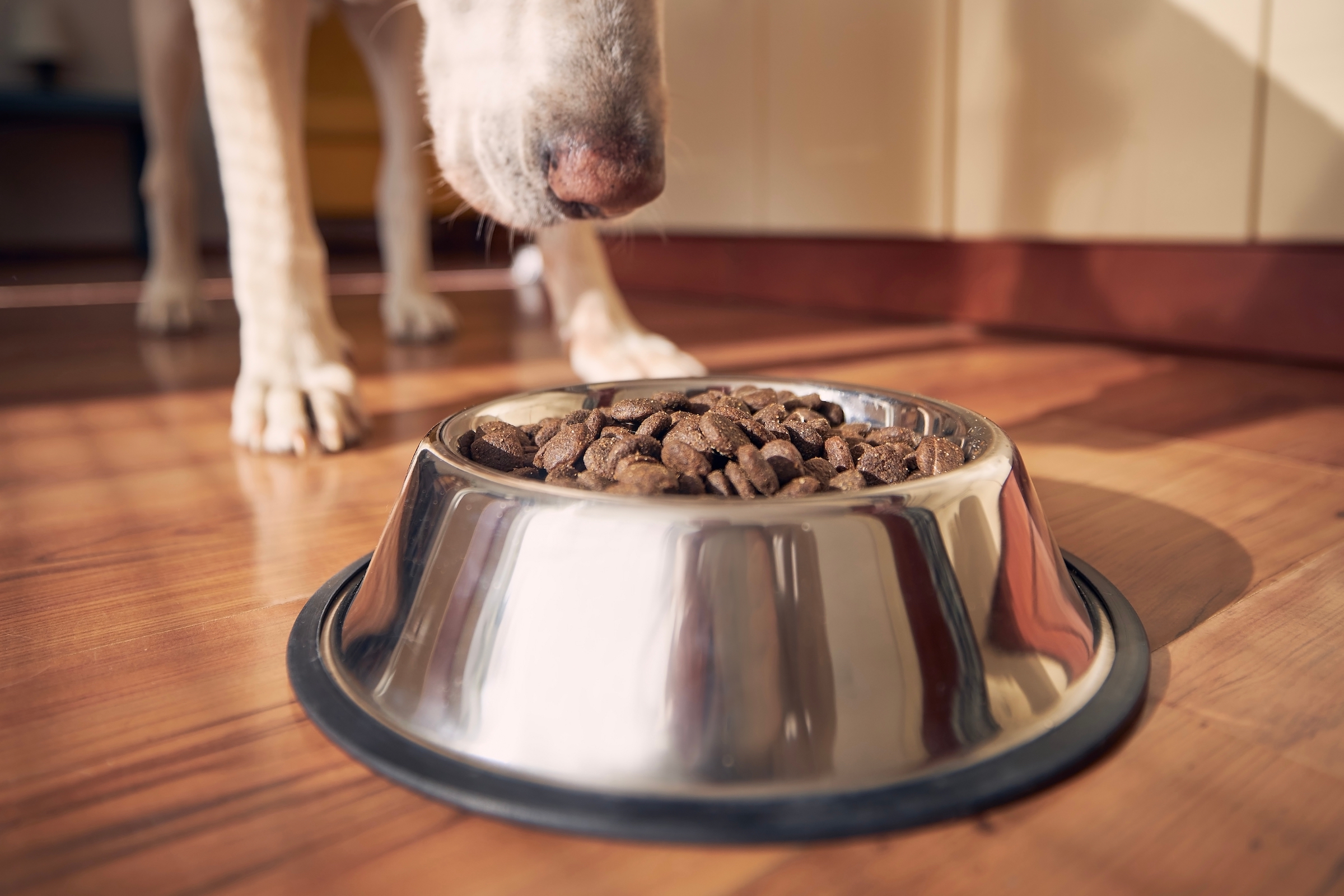 A close up of a bowl of kibble and the nose of a dog who approaches it