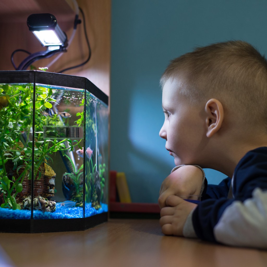Young boy looking at fish in an aquarium.