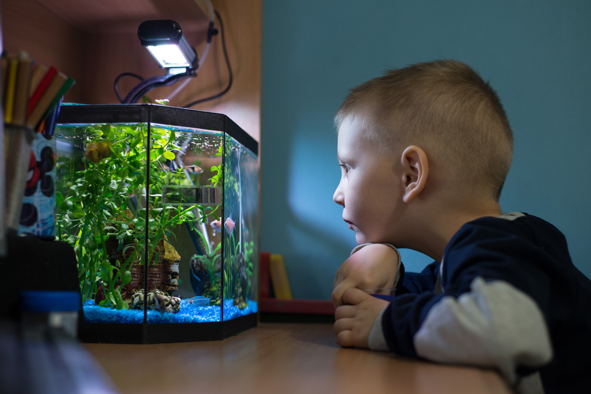 Young boy looking at fish in an aquarium.