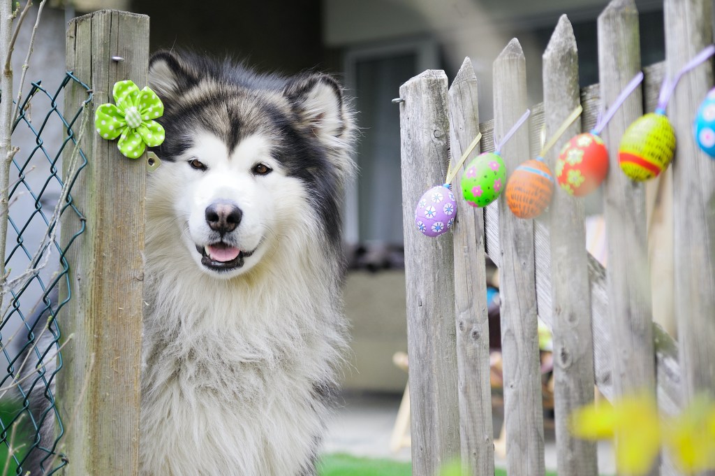 An Alaskan malamute looks around a fence that's decorated for Easter