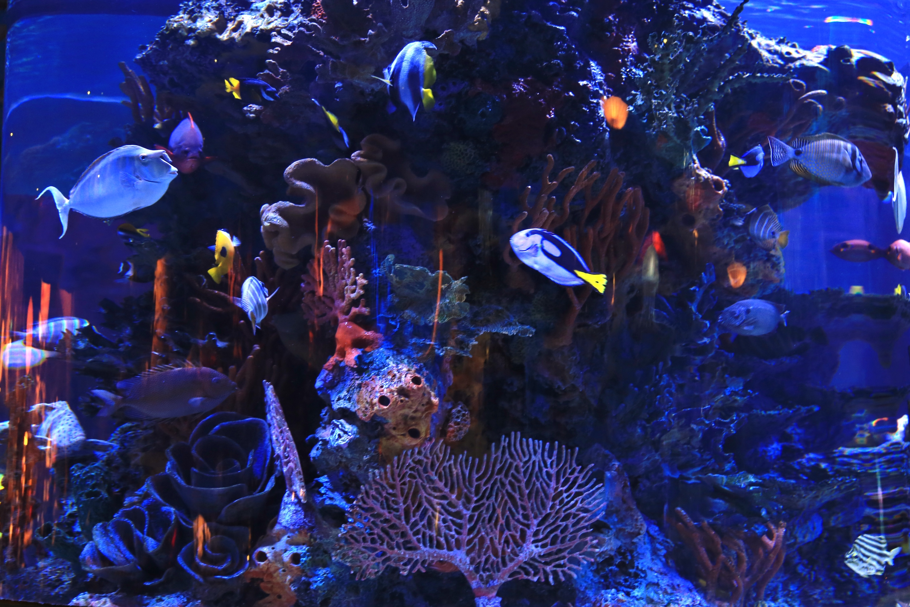 Aquarium full of brightly colored fish