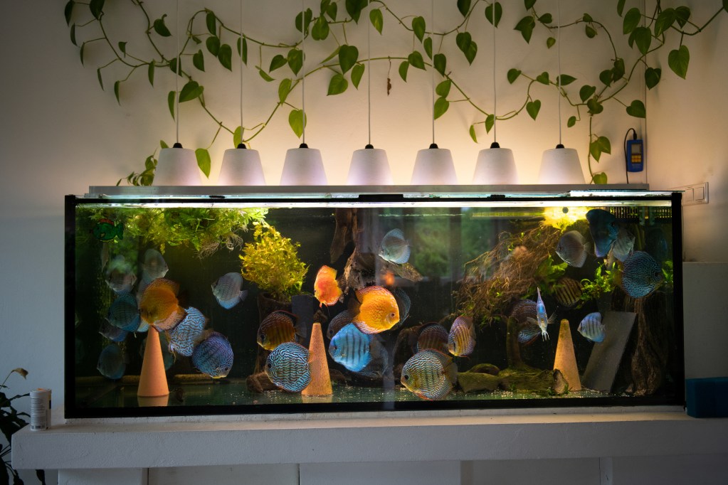 Aquarium in house with plants and controls