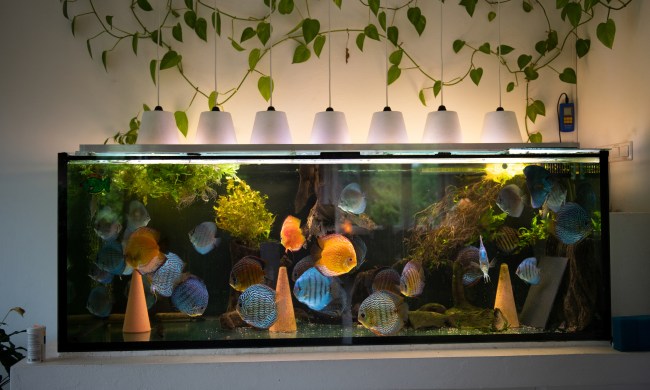 Aquarium in house with plants and controls