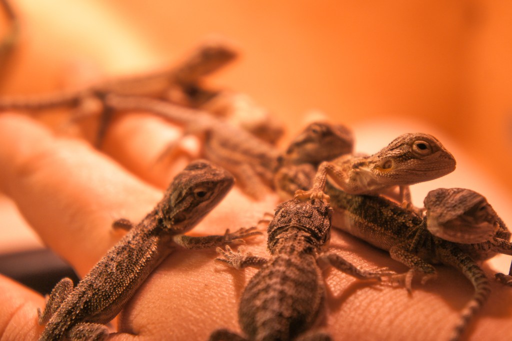 Baby bearded dragons sit in a person's hand under a light