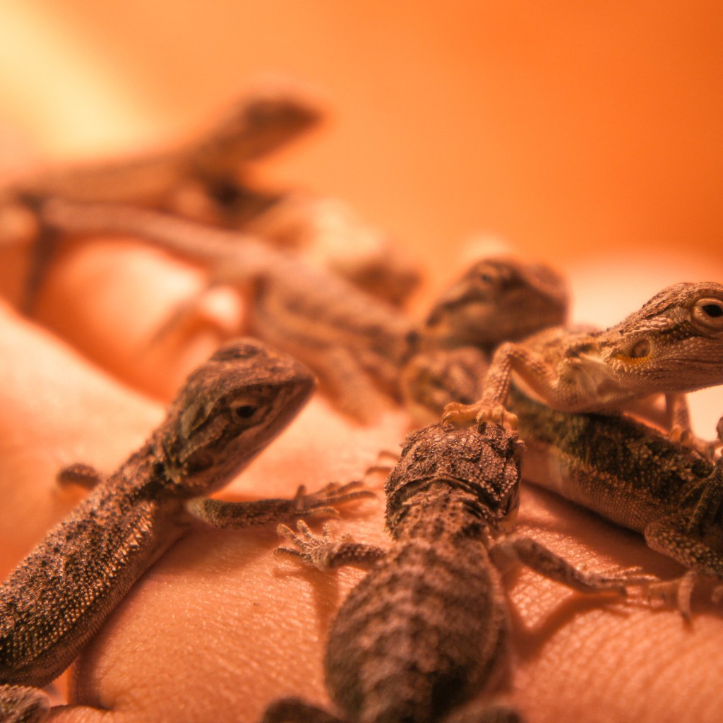 Baby bearded dragons sit in a person's hand under a light