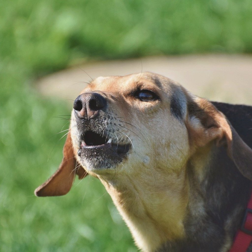 A closeup shot of a barking beagle mix wearing a red collar.