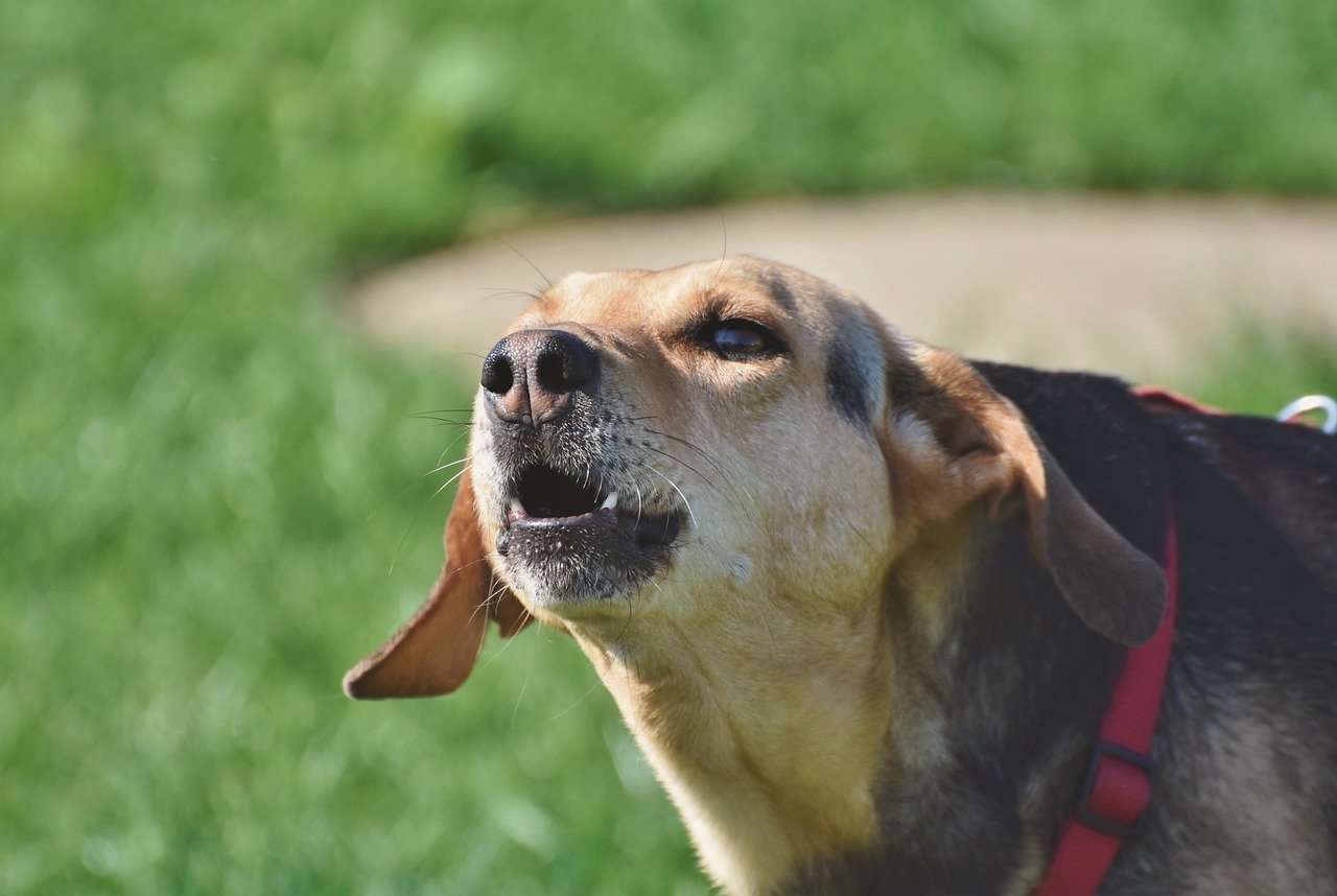 A closeup shot of a barking beagle mix wearing a red collar.