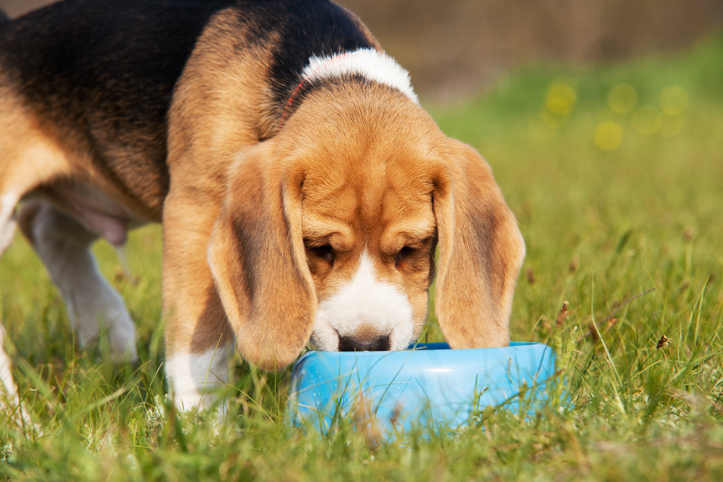 A beagle puppy eats from a blue food bowl in the grass