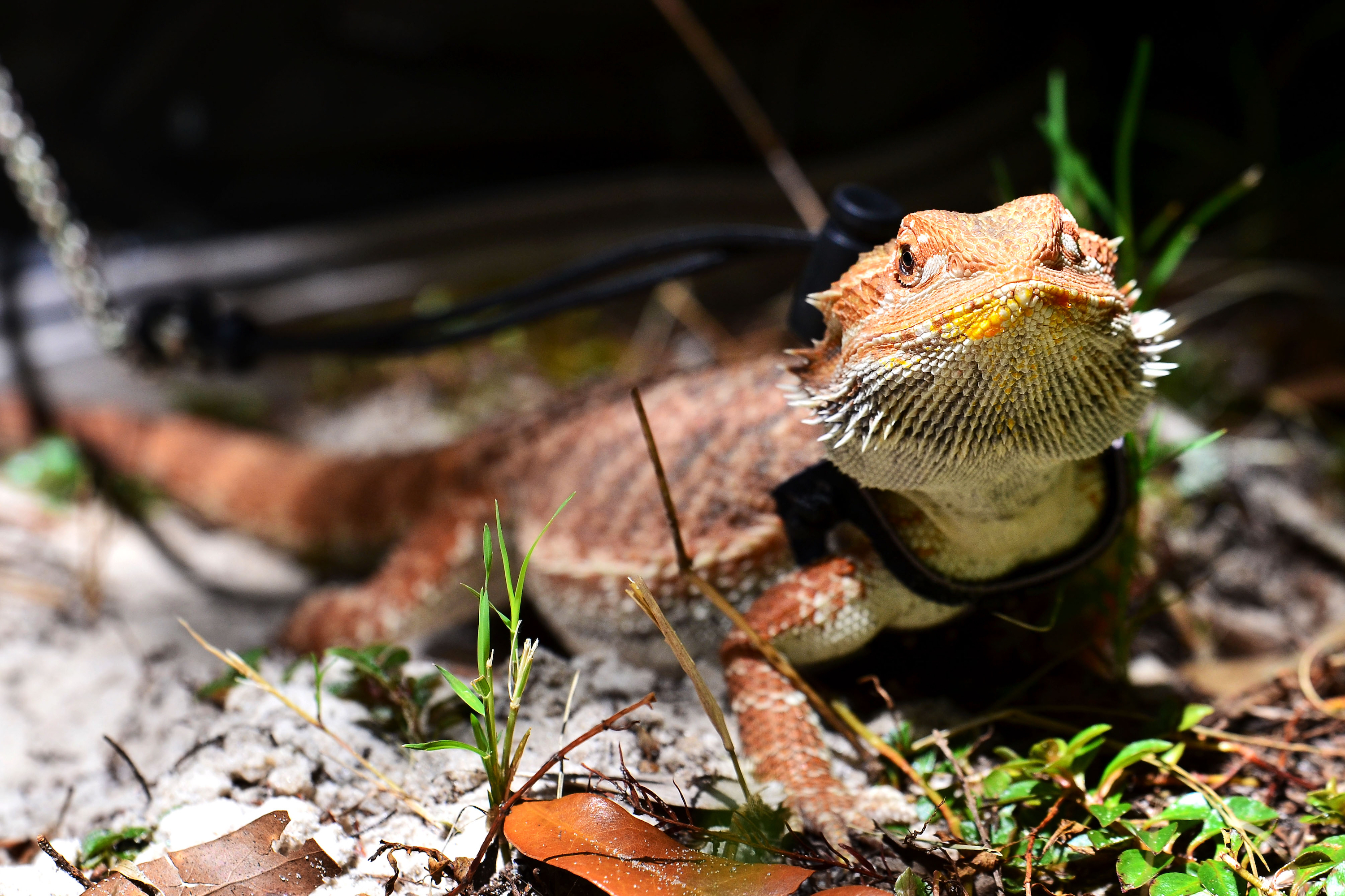 Bearded dragon on a leash with a harness