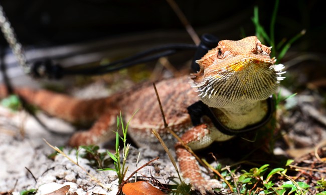 Bearded dragon on a leash with a harness