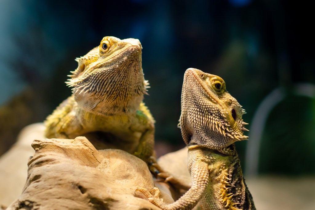 Two bearded dragons sit on a rock
